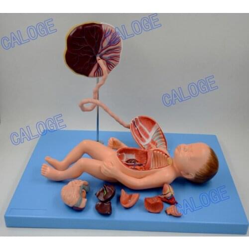 Free shipping&CALOGE Anatomical models of blood circulation, placenta, umbilical cord and internal organs of full-term fetus