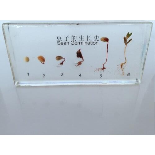 Bean Germination and Growth Process Embedded Specimen Plant Growth History Specimens Models Biology Botany Teaching Aids