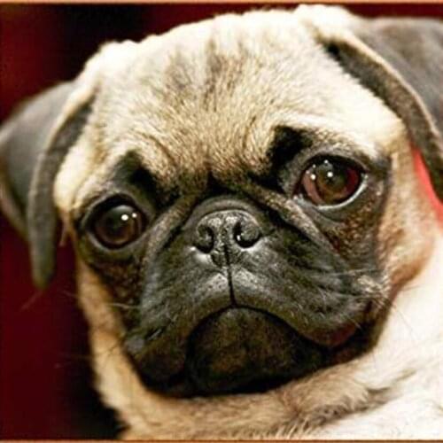 5D DIY Diamond Painting Cross Stitch "Shar Pei dog" Full Square/round Rhinestone pictures Diamond Embroidery mosaic gift WG569