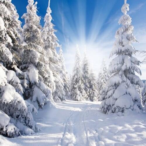 Laeacco Winter Snow Pine Shining Way Portrait Scenic Photographic Backgrounds Photography Backdrops For Photo Studio
