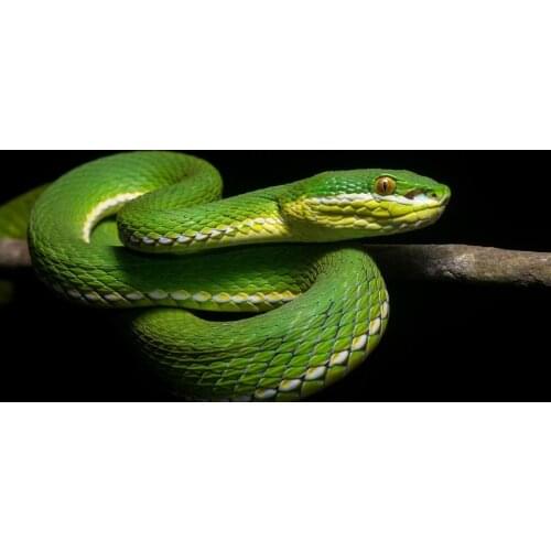 Animals Snake Printed Custom Soft Microfiber Beach Towel Handdoek serviette de plage toalha Travel Gym Sport Drying Bath Towel