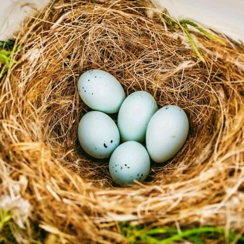 New Natural Coconut Palm Fiber Pad Nest Building Hiding Out Bird Supplies 250g 500g Coir Mat For Birds Egg Cage Bird House