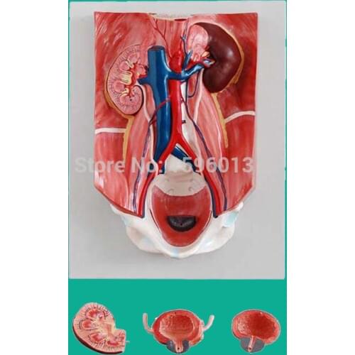 Anatomical Urinary System Model 4 parts