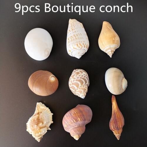 Nine boutique conches Natural shell conch decoration fish tank childrens toys wall paste