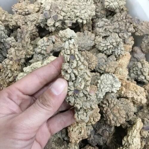 Natural Dinosaur dejecta fossil rough feces fossil specimen