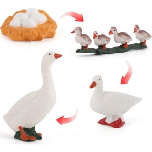 Model Toy Simulation Animal Design Early Educational Plastic Learning Growth Cycle Miniature for Children