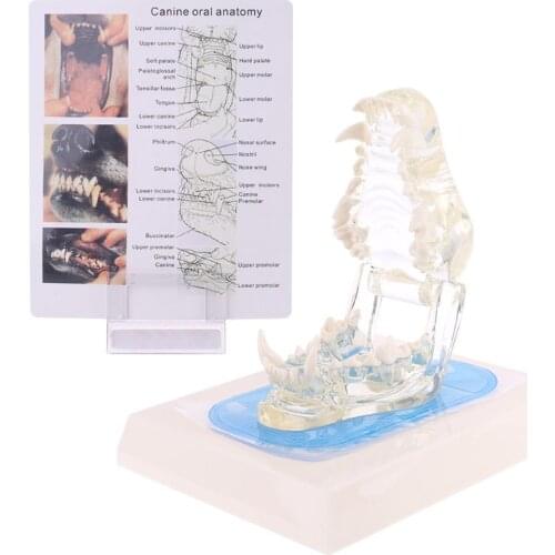 Transparent Dog Teeth Jaw Tooth Model Anatomical Teaching Demonstration Canine