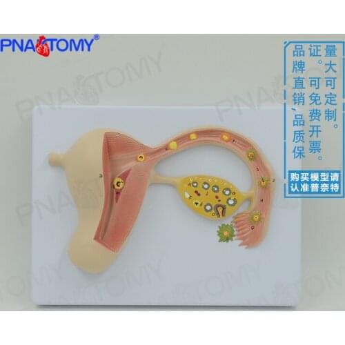 Simulation of human fertilized egg anatomy model pregnancy embryo development process uterus obstetrics gynecology