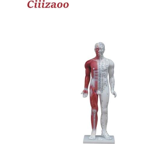 Teaching human Deluxe Acupuncture Model 84CM educational anatomical model