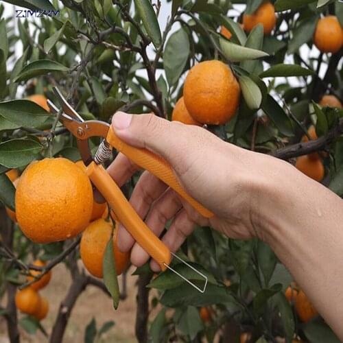 High quality orange scissors Curved mouth small fruit tree pruning shear fruit scissors for gardening fruit experts