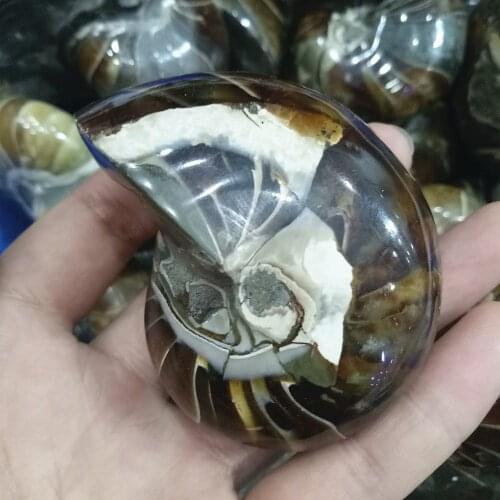 6-7cm natural parrot conch beautiful fossil crystal shell fossil conch for gift reiki healing about 120g