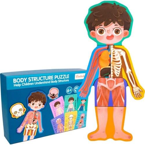 Children Biological toys Human Body Structure Cognitive Puzzle Wooden Puzzle Toys Boys and Girls Safety Education Toys