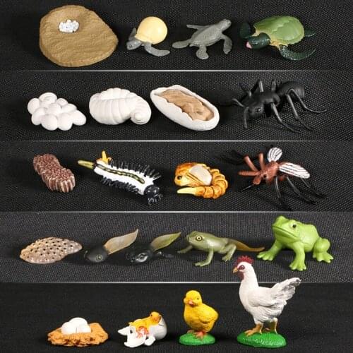 Simulation Chicken,Frog,Ant,Mosquito,Sea Turtle Action Figures Animals Growth Cycle Life Cycle Model Teaching Material For Kids