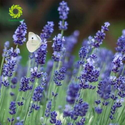 Diy 5d diamond painting lavender round diamond mosaic home decoration embroidery pattern embroidery handmade gift