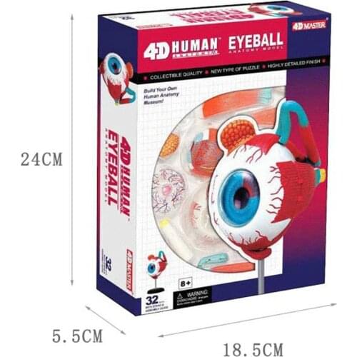 Human eyeball anatomy 4D master puzzle assembly toys Medical models