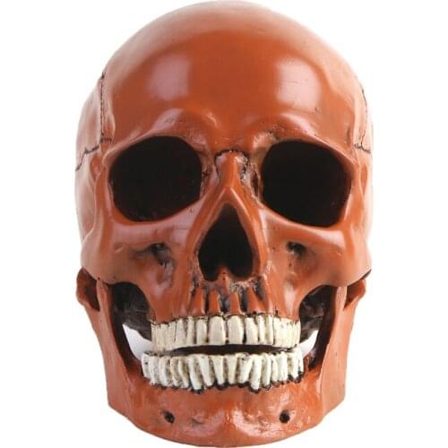 Human Head Skull Statue for Home Decor Resin Figurines Halloween Decoration Sculpture Medical Teaching Sketch Model Crafts 103