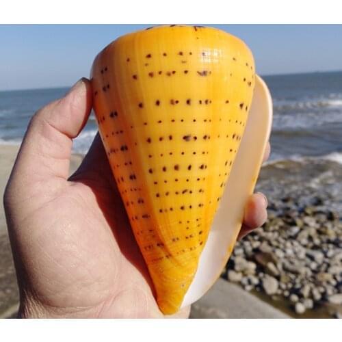 Conch Shell Yellow Natural Screw 1pc Fish Tank Decoration Bathroom Decoration Fun Feng Shui Home Decoration Ornaments Golden