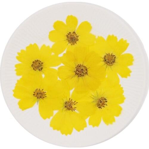 120pcs Gesanghua 4-10cm Pressed Dried Cosmos Flower Plant Herbarium For Jewelry Postcard Invitation Card Bookmark Making DIY