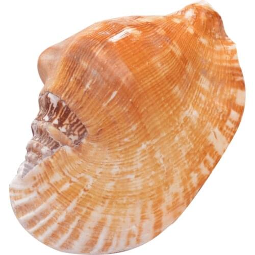 Natural Conch Shells Ears Snails Lips Phoenix Snails Aquarium Fish Tanks Home Furnishings Windows Decoration Shells Ornaments