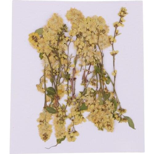 20pcs Pressed Yellow Real Dried Flower for Candle Making DIY Ornament 4-10cm
