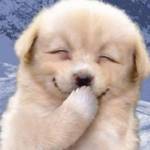 100% Environment Resin Cross Stitch Cute Decoration Diy Diamond Animal Painting Dog 20*20cm