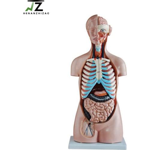 Medical Teaching 85CM Sexless Human Anatomical Torso Model 20 Parts