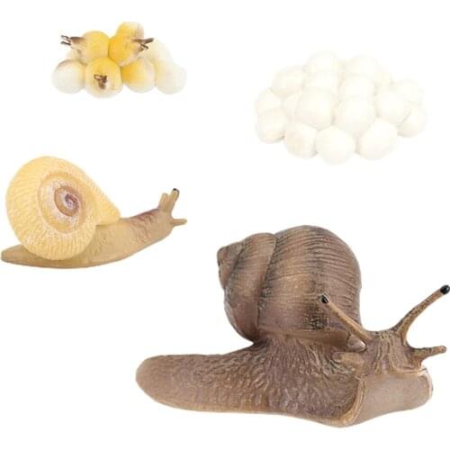 Plastic Snail Growth Life Cycle Playset Educational Cognitive Classroom Toys