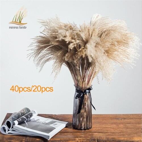 Real Pampas Grass Plants Artificial Flower Natural Dried Reed Flowers Bouquets Fluffy Tall 19-22‘’ For Home Wedding Decor