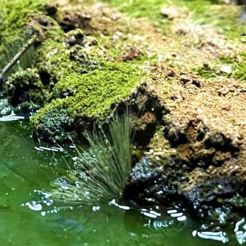 10cm Simulation Scenario Long Grass Model Diy Ho Scale Landscaping Static Materials Railway Scene Making Military O7j4