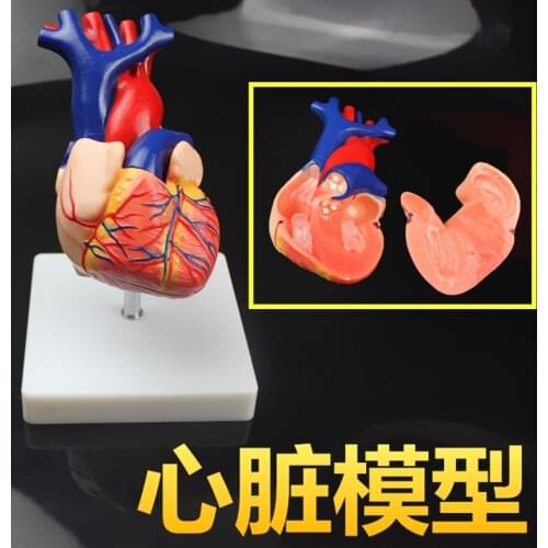 Medical 1:1 heart model type-b ultrasonic model education instrument with pedestal