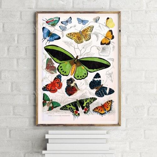 Lepidoptera Butterflies Vintage Poster, Retro Wall Art Print