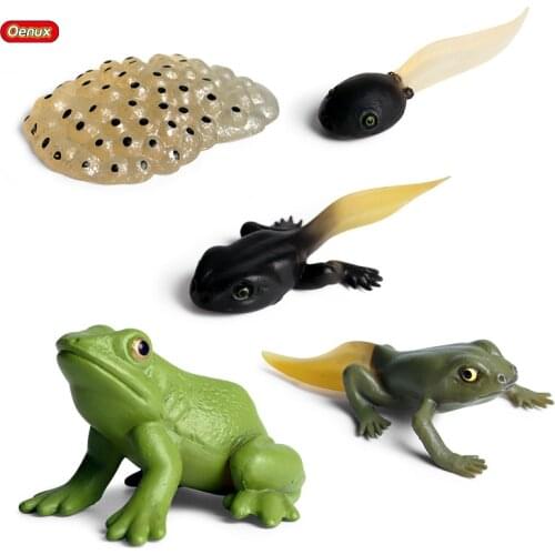 Oenux Bullfrog Simulation Wild Animals Tadpole Hatch Frog Growth Cycle Action Figures Model Figurine Educational Toys Kids Gift