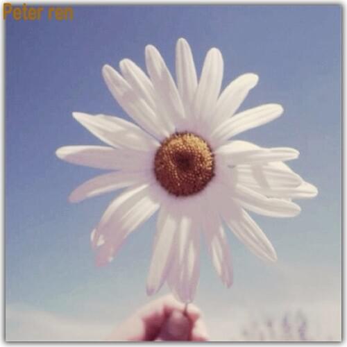 Peter ren Diy Diamond painting cross stitch Arts and Crafts Full round&square Mosaic icon 3 Diamond embroidery "White daisies"