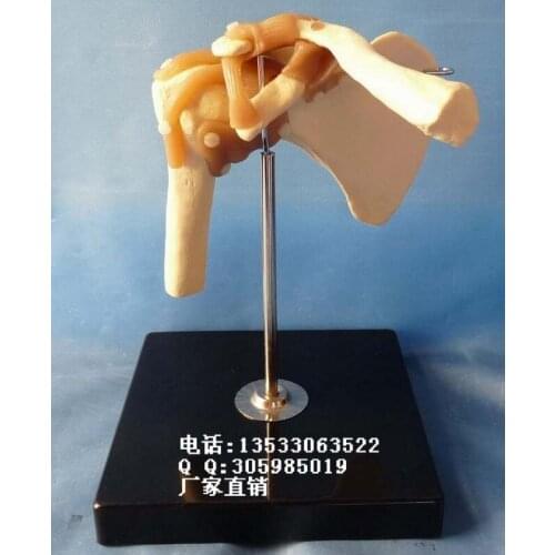 Shoulder bone Functional Model Human Skeleton Medical Teaching model free shipping