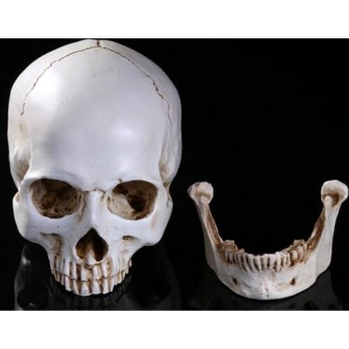 Simulation 1: 1 human skull model high precision resin skeleton teaching model art model Halloween use