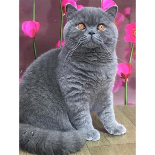 Animal Cat DIY Embroidery 11CT Cross Stitch Kits Craft Needlework Set Printed Canvas Cotton Thread Home Decoration For Sale