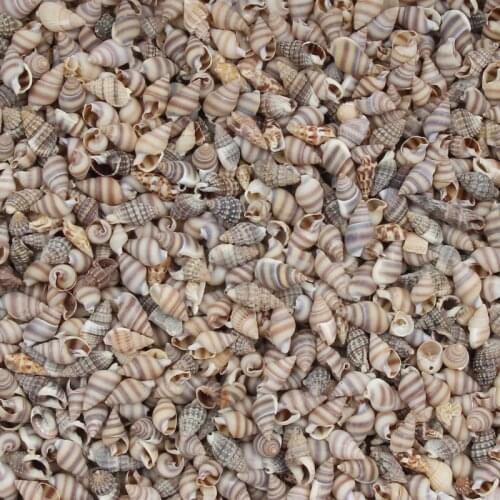 20 Gram Mini Conch Natural Sea Shells Coquillage Beach Decor Craft Diy Marine Style Fish Tank Seashells Conch Embellishment