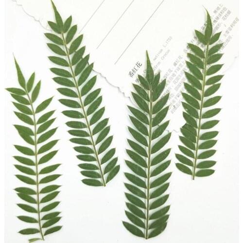 60pcs 7-10cm Pressed Dried Albizia Julibrissin Duraz Leaf Plant Herbarium For Jewelry Phone Case Photo Frame Bookmark Craft