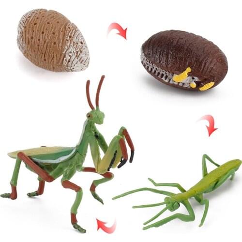 Realistic Growth Cycle Insects Praying Mantis Toy Figure Hand Painted Life Cycle Of Mantis Model Miniature Educational Toys