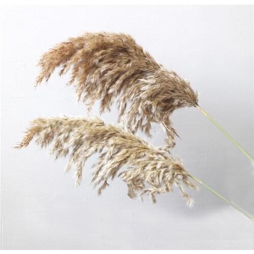 20pcs 3 kinds available dried pampas grass natural phragmites&reed flowers&bulrush flowers communis wedding flower bunch
