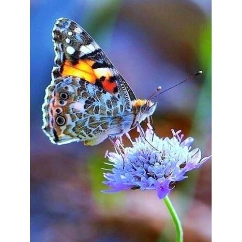 5D DIY Diamond Painting Butterfly Picture Of Rhinestones Mosaic Diamond Embroidery Cross Stitch Animals Home Decor