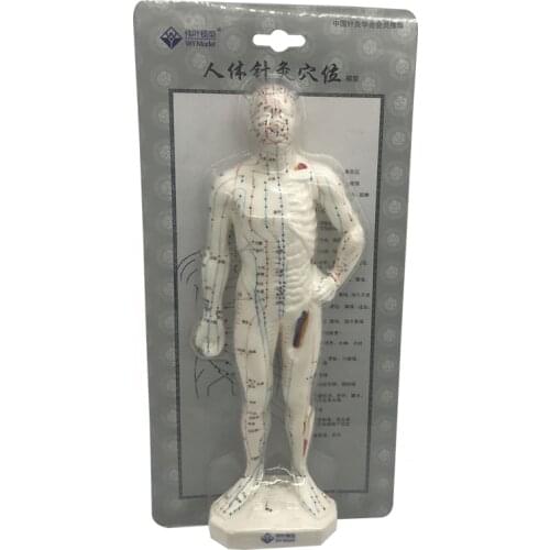 Chinese Medical Human Body Acupuncture Point Model Meridian Model of Acupuncture Points Moxibustion Model Acupuncture Manikin