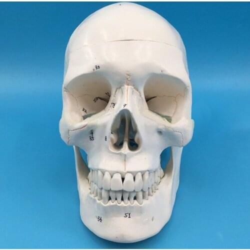 Anatomical Skull Model, 3 Parts, Numbered / Not Numbered, Life Size, Removable Human Adult Skull Anatomical Model