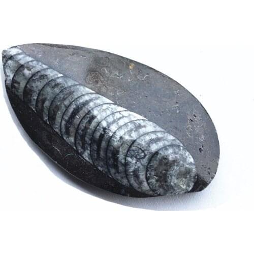 Natural orthoceras fossil specimens