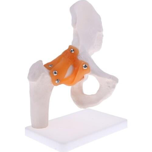4D Vision Human Anatomical Part, Lifesize Hip Joint Model with Ligament, Science Classroom Study Display Teaching Sculpture