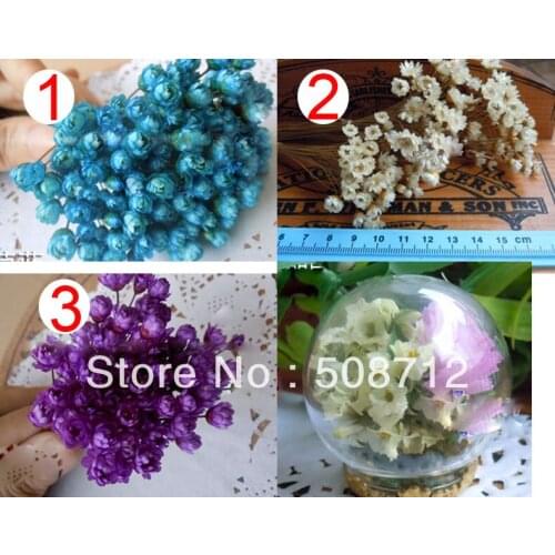 Free shippin!!! 0.5-0.7cm 100pcs/lot Mixed Color super tiny dried "chrysanthemum" flowers stuffing for glass cover