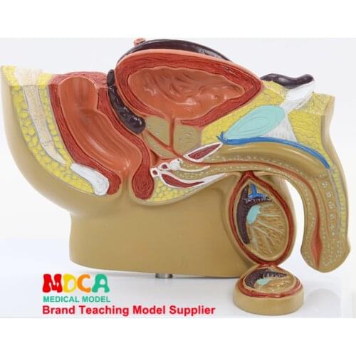 Pelvic Testicle Prostate Urinary and Reproductive System Medical Teaching of Male Pelvic Model MSZXT011