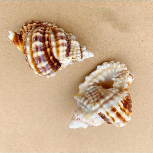 10pcs per lot Natural Shell & Conch Home Decoration Aquarium Landscaping Shell Ornaments