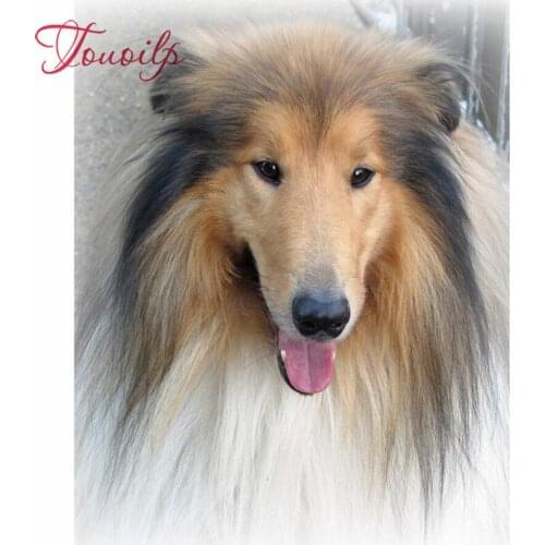 Dog 5D Diy Diamond Painting Mosaic diamond pictures"border collie pet"Handmade Diamond Cross stitch Set Diamond Embroidery