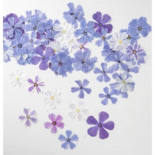 Natural Pressed Dried Phlox Flower Dry Plants Necklace Making Craft DIY Accessories Artificial Flower Decoration 24Pcs